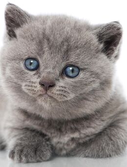 Suche eine liebe BKH-Katze für meine kleine Tochter – kostenlos bitte 🤍 - Essen