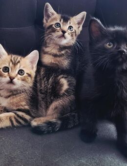 BKH Britisch Kurzhaar Kitten - Pforzheim