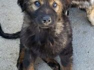 Bertie 💗 so froher, lieber Hundebub - Hamburg