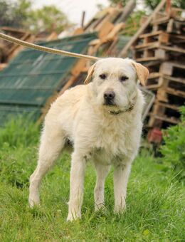 Fanton-VA, kleiner Schatz - Neustadt (Rübenberge)