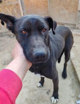 Amoulette, liebevolle Hundedame, ca. 5 J - Vaterstetten