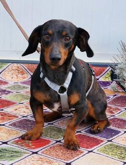 Traumhund Oszkàr sucht sein Revier - Essen