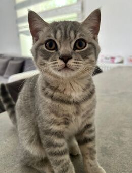 Süße BKH Kitten -Geboren 10.04.2025 zu verkaufen - Velbert