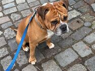 Old Englisch Bulldogge abzugeben 200.- VHB! - Strausberg Zentrum