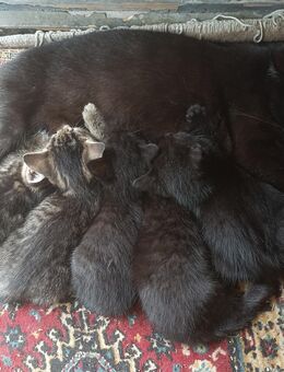 2 der Babys aus dem Mai 2025 möchte ich gern abgeben - Ückeritz