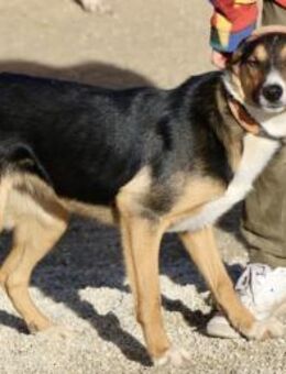 Violeta, verschmust, verträglich, offen - Westerholt