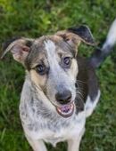 ABBY - lustig, neugierig, verschmust in 51491