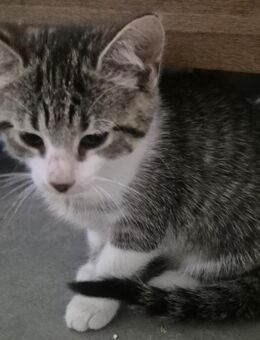 2 Katzenbabys suchen noch ein neues Zuhause - Nettetal