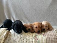 Labradorwelpen mit Familienanschluss aus liebevoller Hobbyzucht auf dem Bauernhof Premium Aufzucht - Langenselbold Zentrum