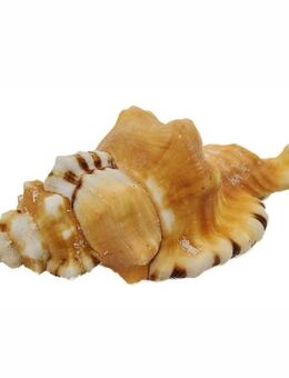 Schöne Muschel Cemapium lotorium 11-14 cm Meeresschnecke - Hamburg