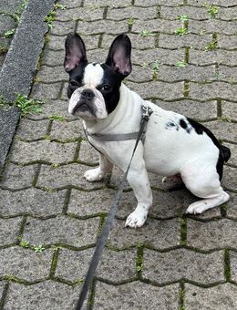 Französische Buldogge - Koblenz