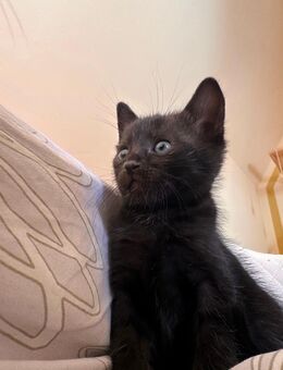 Elvis - Kater, Kitten abzugeben - Höchst (Odenwald)