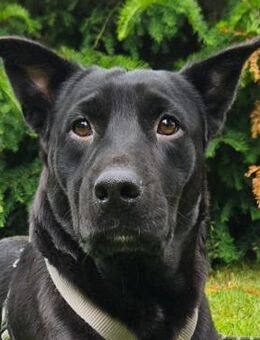 Venka - Starke Hündin - Obertshausen