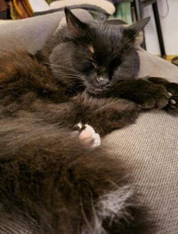 Kater Mauzi sucht dringend ein liebevolles neues Zuhause. - Sundern (Sauerland) Zentrum