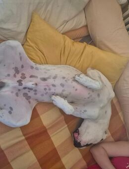 Dogge /Lambrador mix - Grevenbroich