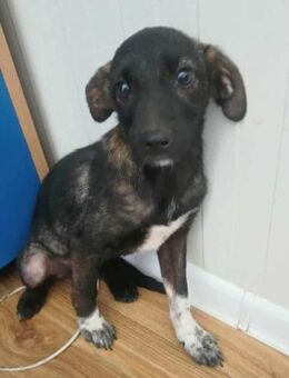 Berta von kettenlos - Bollingstedt