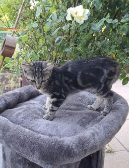 4 kleine Tiger suchen liebevolles zuhause - Hochspeyer