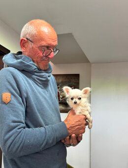 Asiatischer Chihuahua - Wilsum