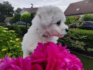 7 süße Maltichon-Welpen abzugeben – ab dem 02.07.2025 - Olpe
