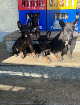 X Herder Welpen suchen neuen Wirkungskreis - Schwarzach (Bayern)