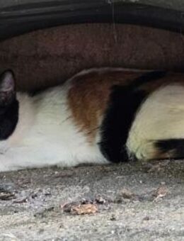 Hübsche Glückskatze Emma - Aichwald