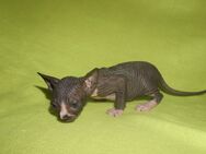 Reinrassige Cannadische Sphynx Kitten mit Stammbaum - Dortmund