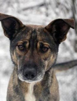 Joah ist ein toller, lieber Kerl! - Karben