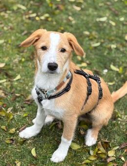 Orlando sucht seine Lieblingsmenschen - Celle