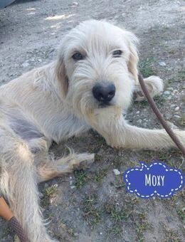 Moxy eine verlorene Seele - Flörsheim-Dalsheim