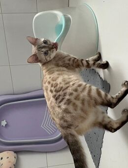 2 Katzen zu Verkaufen - Solingen (Klingenstadt)