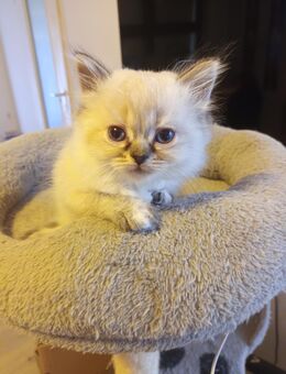 Süße Heilige Birma - Perser Katzenbabys, Babykatzen, Kitten, Katzen Perserkatze, cats - Berlin