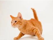 Suche 2 Kitten als Nachmieter - Upgant-Schott