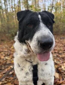 Bandit - sucht ein Für-immer-Zuhause - Köln