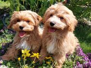 Maltipoo Welpen bereit zum abholen - Warendorf