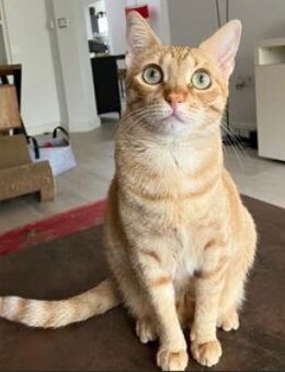 Jefa - Das Schicksal will es anders - Poing