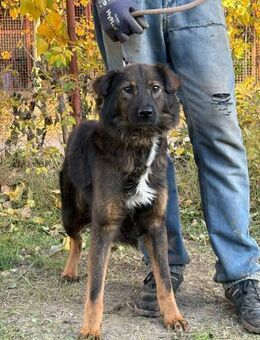 Kalina - sehnt sich nach ihren Menschen! - Köln