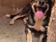 Franky sucht seine Familie - Rambin