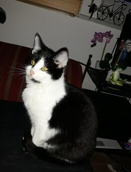 Katzenbaby (weiblich) - Krefeld