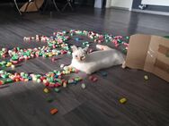 Ganz lieber Red Point BKH Kitten Kater 5 Monate alt - Oberhausen