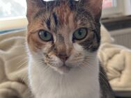 Bengal mix Katze - Bielefeld Holtkamp