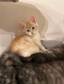 3 süße Kitten abzugeben - Helsa