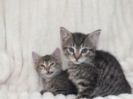 Europäische Kurzhaar Kitten EKH Babys Katzen Kater - Essen