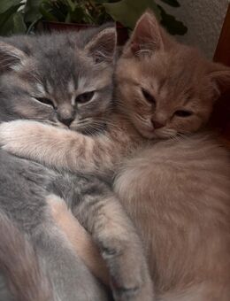 Bkh kitten weiblich 2 stk - Remscheid Zentrum