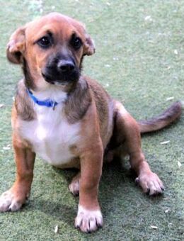 KOVU ❤️ SOS DRINGEND PFLEGESTELLE!! - Neudenau