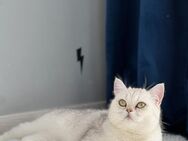 Britisch Kurzhaar Katze – ruhige Einzelgängerin sucht liebevolles Zuhause - Kreuzau