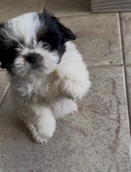 Shih-Tzu-Welpen - Lohfelden