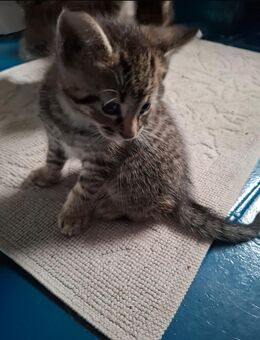 Kitten Kater Katze - Hamburg Wandsbek