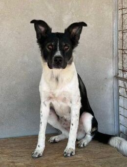 Shea von kettenlos - Bollingstedt