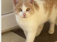 Schmusekater Simit - Beckingen