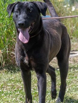 Diego, jung und verspielt - Brunstorf